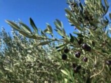 Wanderwege geschmückt mit Olivenbäumen